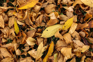 Autumn leaves