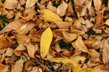 Autumn leaves