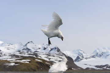 Snowy sheathbill, Chionis alba