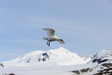 Snowy sheathbill, Chionis alba
