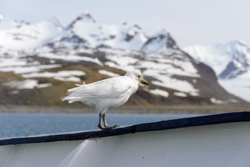 Snowy sheathbill, Chionis alba