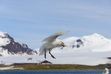 Snowy sheathbill, Chionis alba