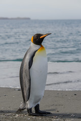 Obraz premium King penguin