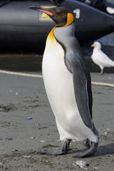 King penguin