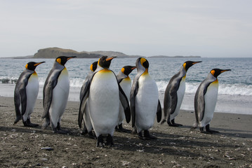Obraz na płótnie Canvas King penguins