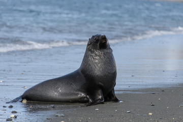 Fur seal