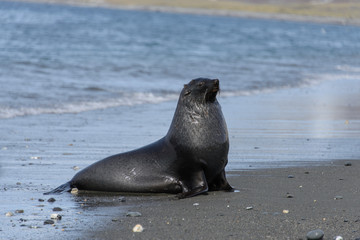 Fototapeta premium Fur seal