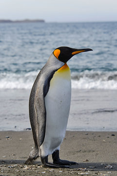 King penguin on South Georgia island