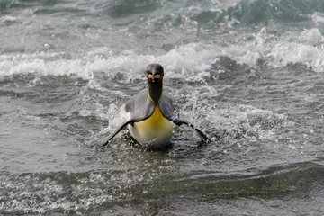 Poster King penguin going from sea © Alexey Seafarer