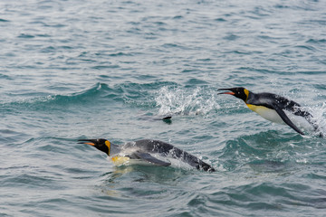 Fototapeta premium King penguins swimming at sea