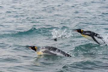 Schilderijen op glas King penguins swimming at sea © Alexey Seafarer