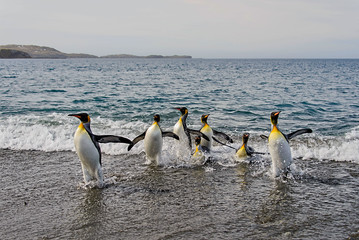 King penguins going from sea