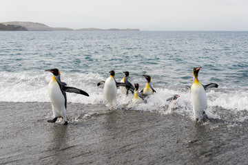 Naklejka na ściany i meble King penguins going from sea