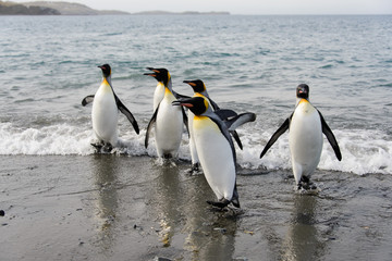 Obraz na płótnie Canvas King penguins going from sea