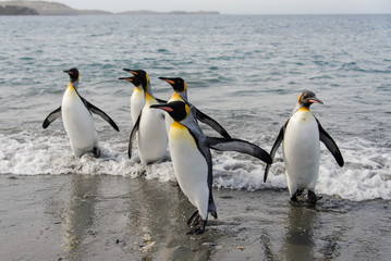 Plakat King penguins going from sea