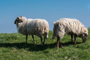 Two sheep