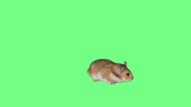 cute Syrian hamster looks on green screen