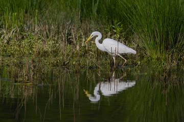 great white egret (egretta alba) wading through water at bank shore