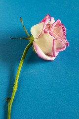 Rose verblüht, mit Stiehl ohne Blätter