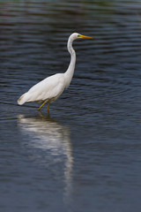 side view portrait great white egret (egretta alba) standing in water