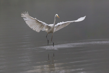 landing great white egret (egretta alba) in mist on water