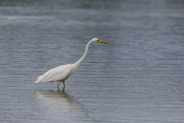 side view portrait great white egret (egretta alba) standing in water wave pattern