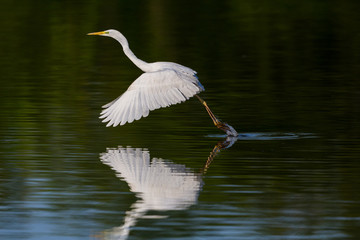 great white egret (egretta alba) spread wings, feet in water, start, take-off