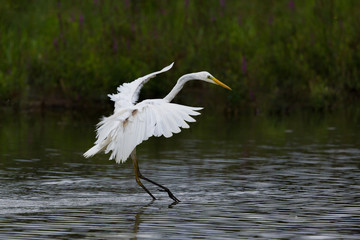 landing great white egret (egretta alba) spread wings, feet in water