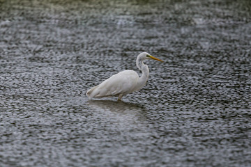side view portrait great white egret (egretta alba) standing in waved water