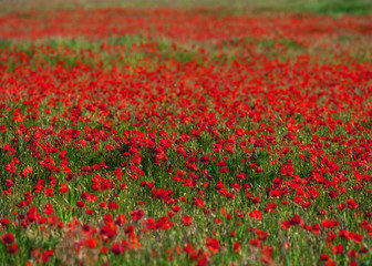 Poppies of Provence