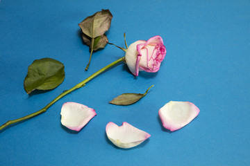 Rose verblüht mit Stiehl, abgefallene Blätter