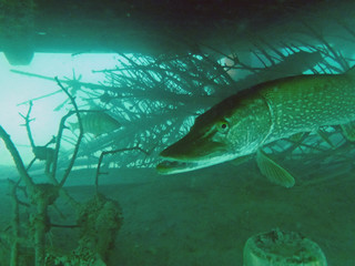 Hallo, mein Name ist Hecht!