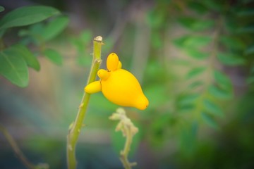 Solanum mammosum nipplefruit on plant