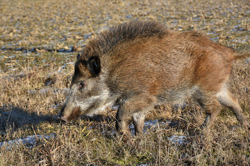 Wild Boar prowling over a field in winter