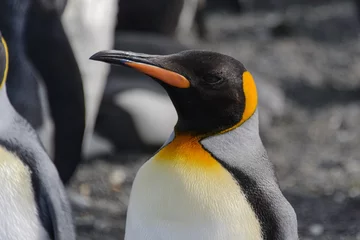 Poster King penguin close up © Alexey Seafarer