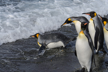 King penguins going from sea