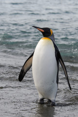 King penguin going from sea