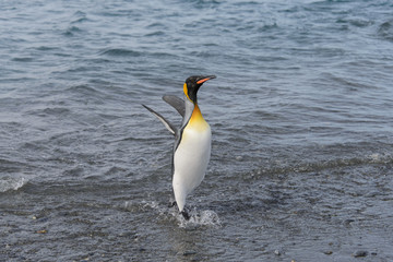 King penguin going from sea