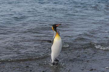 King penguin going from sea