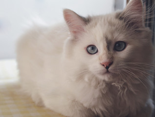 White beautiful cat