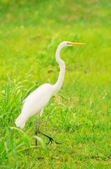 White egret from Brazil walking on a green grass. Ardea alba.