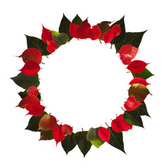 Wreath, circle of poinsettia leaves in green and red, decoration for christmas, isolated on white...