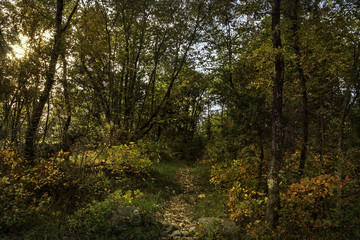 Fototapeta na wymiar Forêt en automne