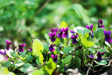 purple forest viola on the green background