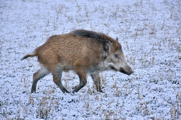 Wild Boar prowling over a field in winter