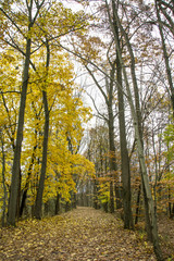 Autumn Lane/A peaceful walk down the leaf-covered lane in the middle of autumn.