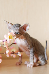 Bald cat, portrait sphinx cats, naked cat, kitten without wool