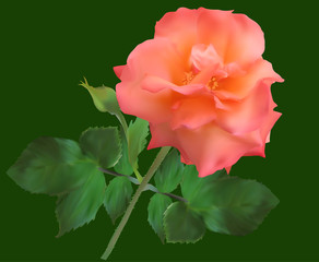 orange rose flower isolated on green