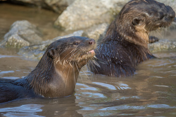 Naklejka premium North American river otter in the water