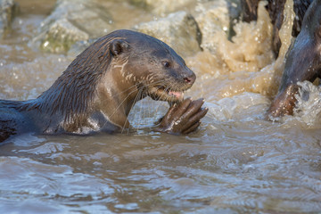 North American river otter eat fish in water